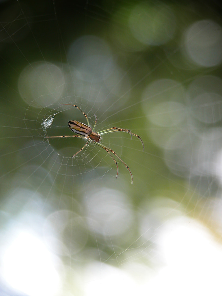 araignée, arachnide, Web