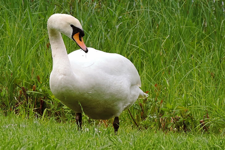 swan, mute swan, white, plumage, meadow