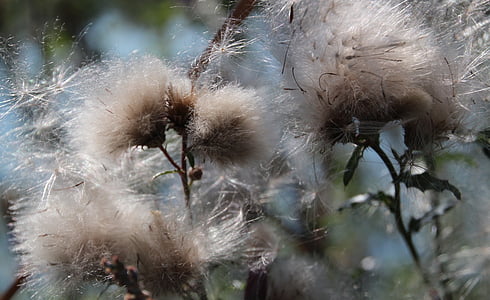 cottongrass, Насіння, Природа, завод