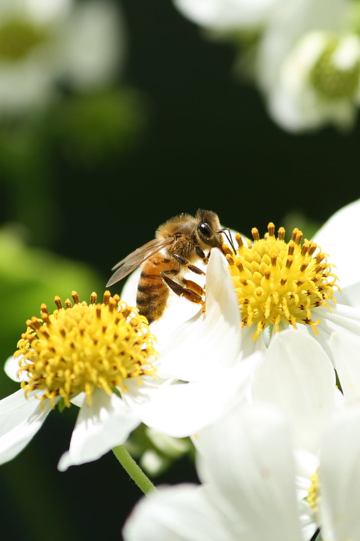 Bite, putekšņu, puķe, medus, daba, dzeltena, kukainis