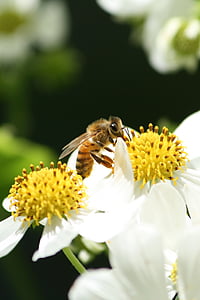 abeille, pollen, fleur, miel, nature, jaune, insecte