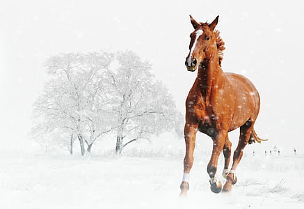 зимни, кон, игра, сняг, животните, природата, сняг пейзаж