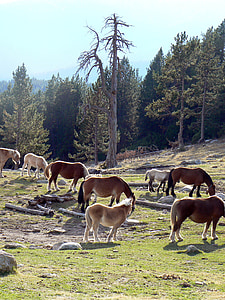 hästar, Pyrénées, Catalunya, högt berg