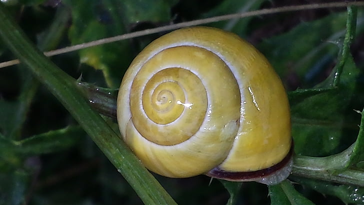 snail, nature, green, shell, yellow, reptile, spiral