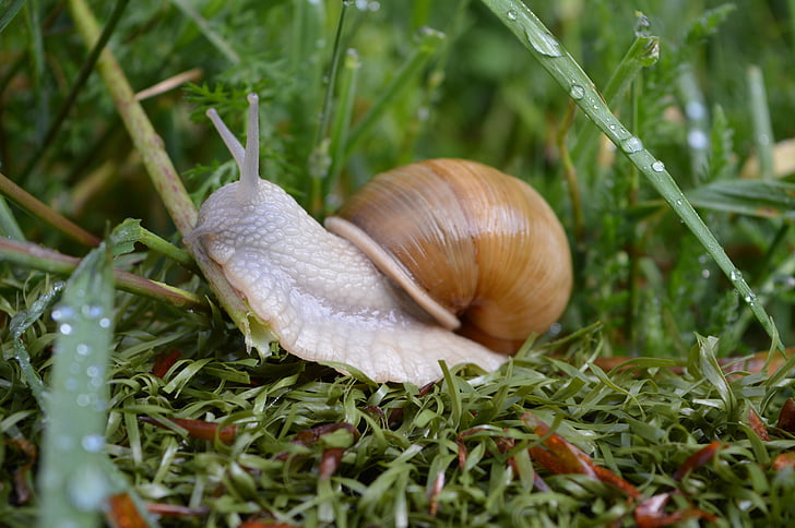 snail, grass, green, mollusk, nature, drops, water
