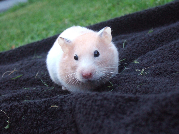 hamster, cute, small, towel, fluffy, pet, cream