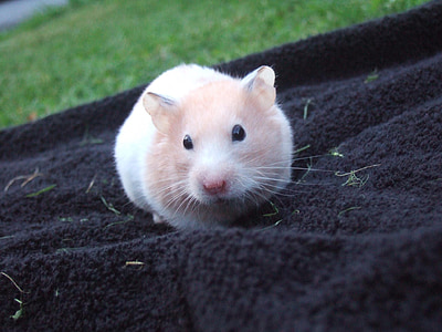 Hamster, Manis, kecil, handuk, berbulu, hewan peliharaan, krim