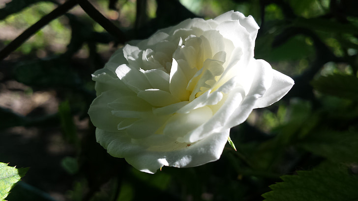 steeg, witte roos, bloemen, witte bloemen, Tuin, zon, zomer