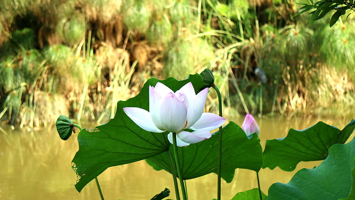 Lotus, Park, anlegget, elvebredden, natur, vannlilje, Lotus vannlilje