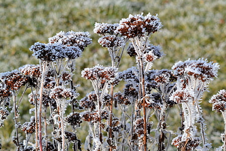 pozimi, Frost, rastlin, LED, zimski, zamrznjeni, čarobno zimsko