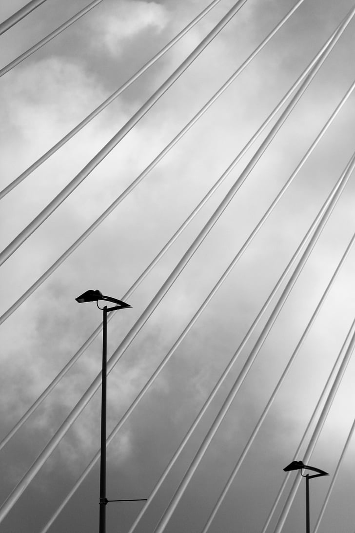 мост Еразъм, Ротердам, лебед, мост