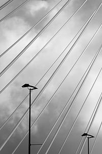 Мост Эразма, Роттердам, Лебедь, мост