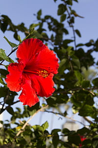 flower, red, hibiscus, nature, plant, leaf, petal