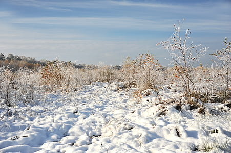 landscape, peat, moor, snow, hoarfrost, trees, cold