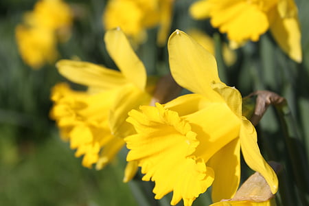Narcis, kvet, Veľkonočné, okvetné lístky žlté spodnej, narcisy, marca žlté kvety, Miniture narcisy