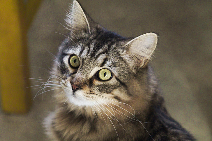 gato, ojos, animal, felino, Tabby cat, ojos de gato, gato europeo