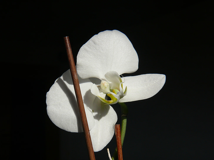 flor, orquídia, flor, flor, planta, blanc