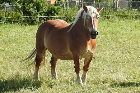 horse, mare, kaltblut, mane, blond, pasture, meadow