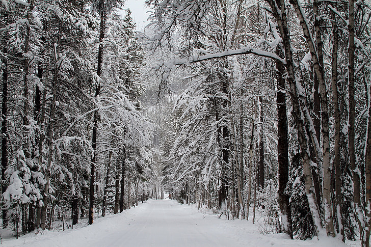 neu, bosc, carretera, l'hivern, natura, arbres, fred