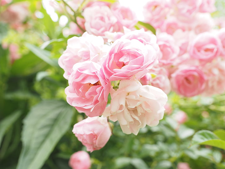 Rosen, Rosa, leichte rosa Rosenstrauch, Gartenrosen, Blüte, Bloom, Garten