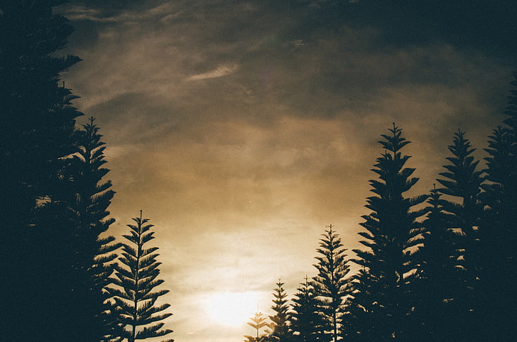 silueta, arbre, ennuvolat, cel, posta de sol, núvol, bosc