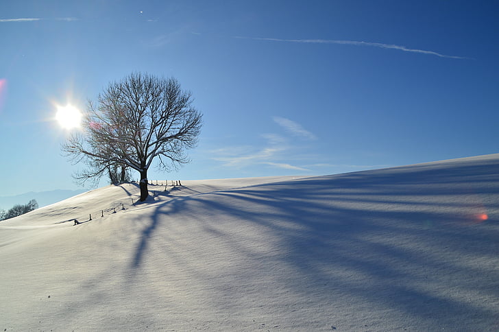 Зима, снег, Allgäu, пейзаж, назад свет, деревья, тень