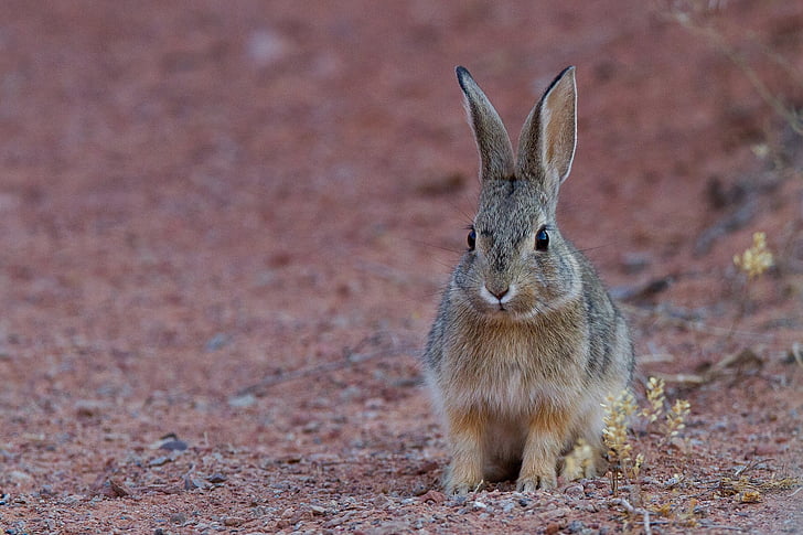 desert cottontail, rabbit, bunny, hare, wildlife, nature, cute