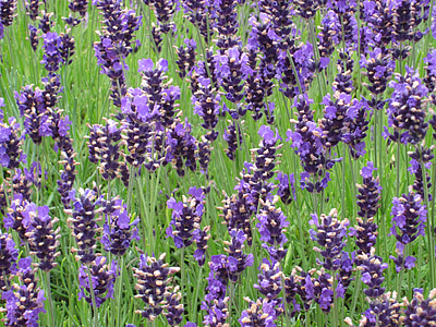 lavender, purple, lavender bunch, flower, blossom, plant, fragrance
