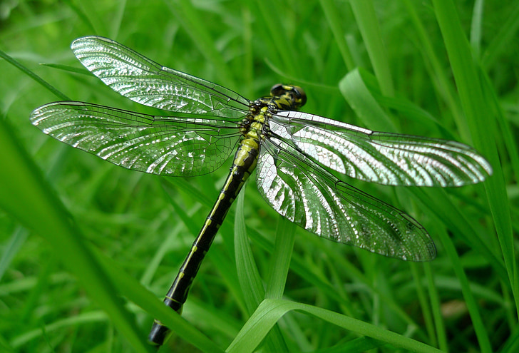 dragonfly, animals, detail, insect
