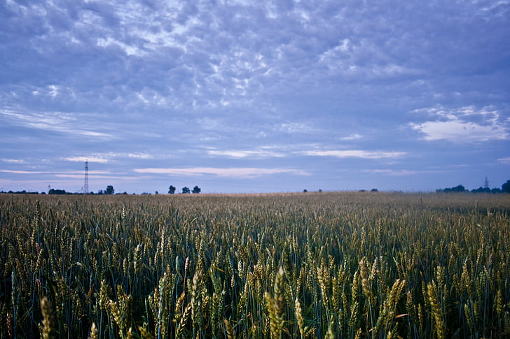 verde, arroz, campo, campo de milho, à noite, agricultura, nuvem - céu