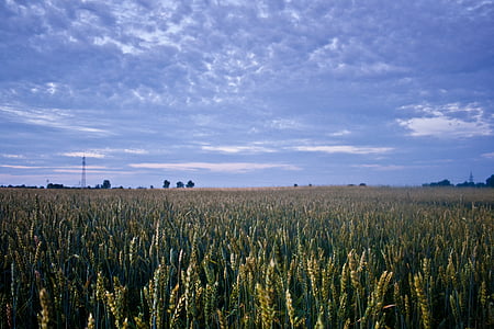 hijau, beras, bidang, ladang jagung, malam, pertanian, awan - langit