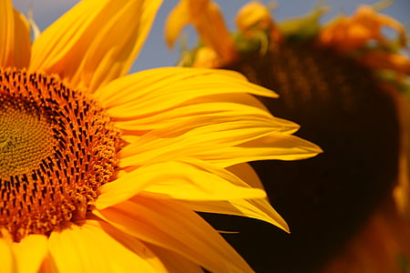 Sun flower, gul, Stäng, solros, naturen, blomma, Anläggningen
