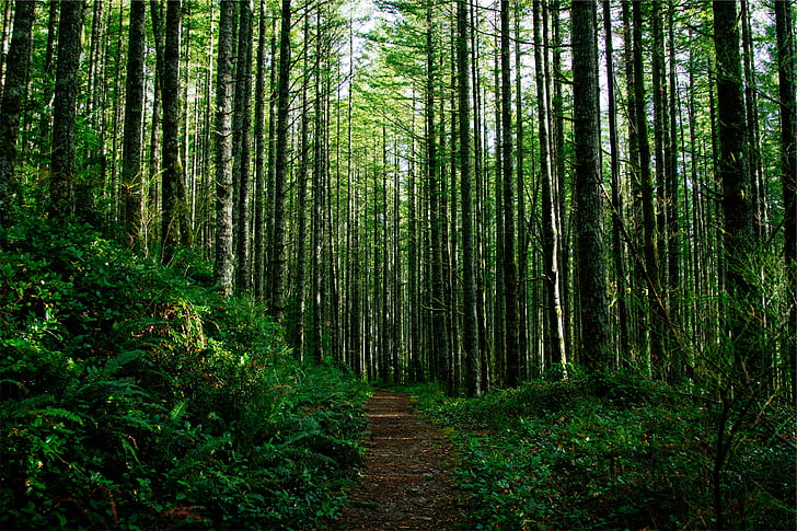 Foto, pathway, omgivet, grøn, træer, skov, Woods