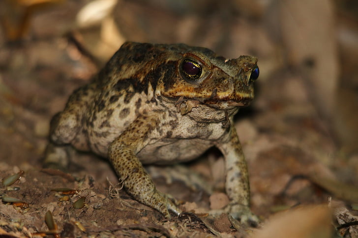Toad, kikker, Cane toad, dier, wormsalamanders, groen, dieren in het wild