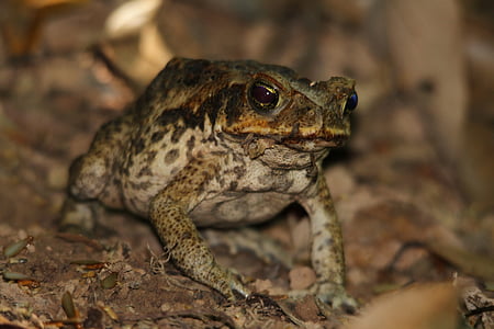 toad, frog, cane toad, animal, amphibian, green, wildlife