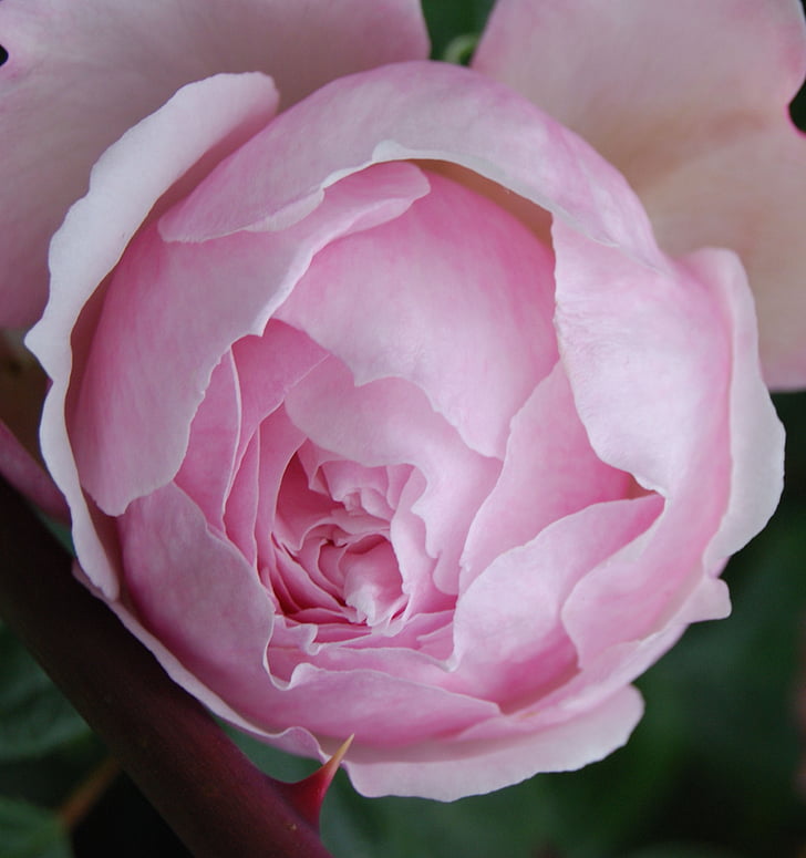 Роза, цветок, Блум, розовый, лепестки, завод, красивая