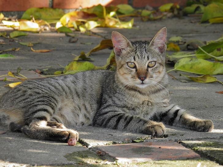 cat, 宠物, animals