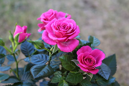 naik, merah muda, bunga, mekar, kelopak bunga, mawar merah muda, alam