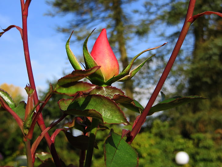 Rosebud, Róża, czerwony, Pączek, kwiat, roślina, krzew róży