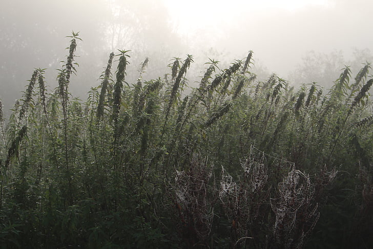 fog, plant, nature, autumn, cold, mood, atmosphere