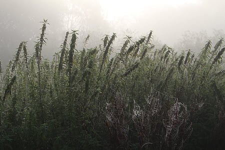 brouillard, plante, nature, automne, froide, humeur, atmosphère