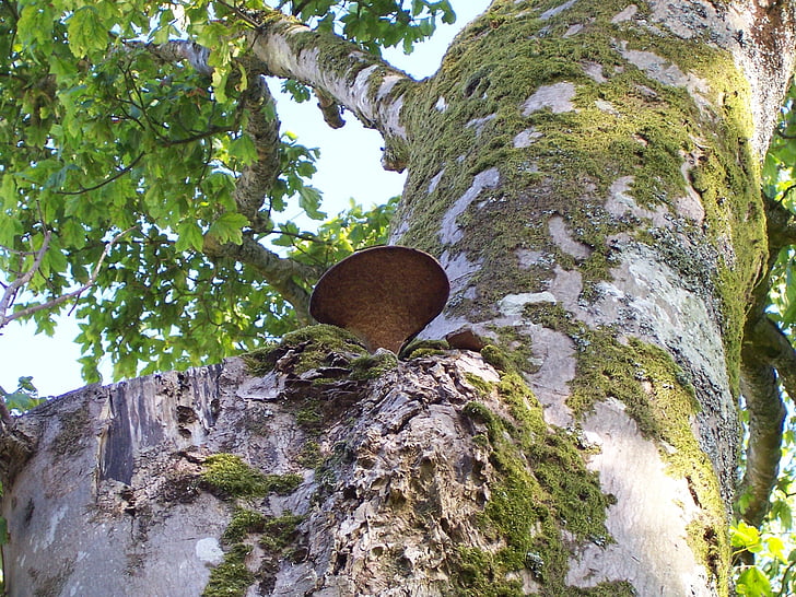 arbre, Direction générale de la, point de riz, lichen, champignon, feuilles, vert