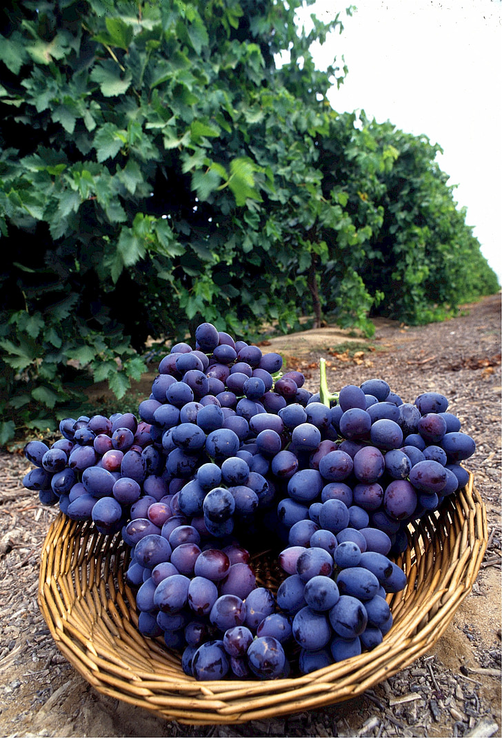 grapes, autumn royal, seedless, fruit, vineyard, clusters, eating