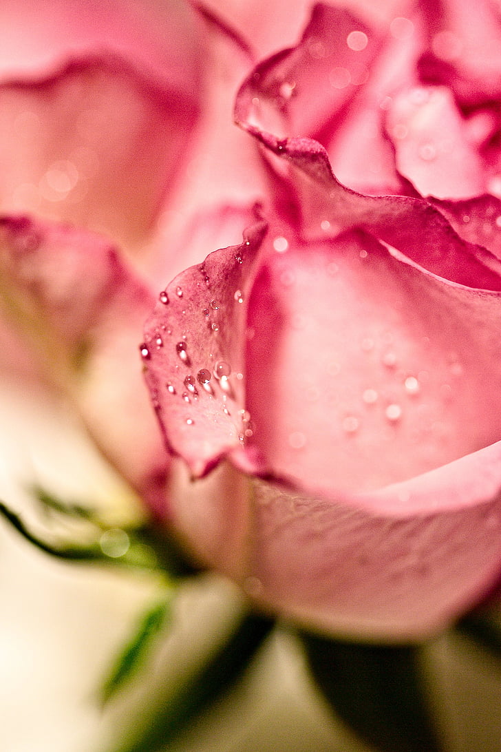 Rose, makro, dež, kapljice, dežne kaplje, roza, barva