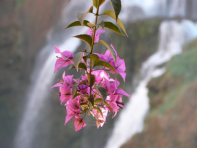 kwiat, Wodospad, Natura, wody