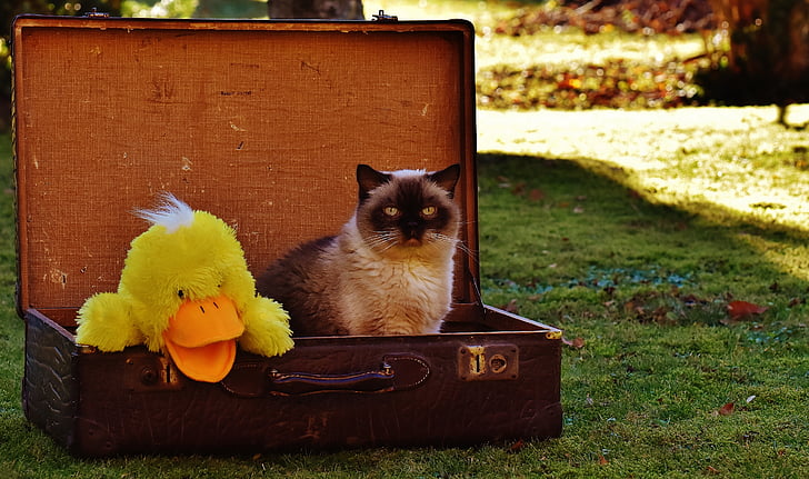equipaje, antiguo, gato, británicos de pelo corto, pato, gracioso, curioso