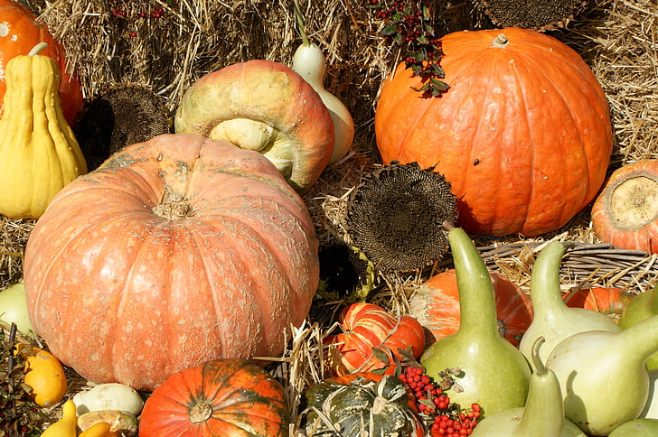 Kürbisse, Ernte, Thanksgiving, Gemüse, Früchte, Herbst, Herbst Dekoration