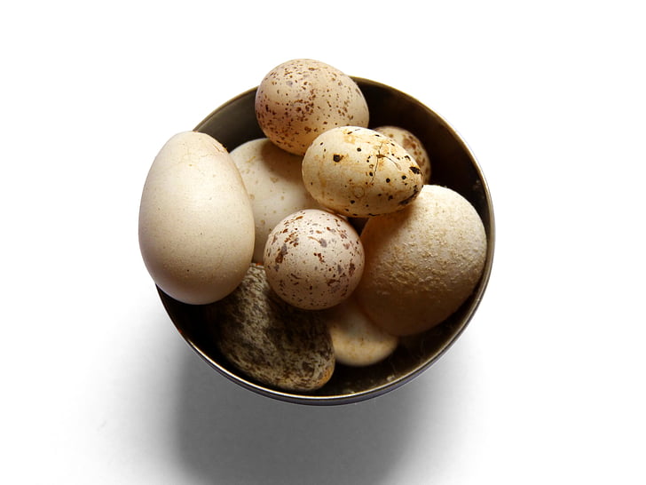 яйця, huevecillos, Птахи, горобці