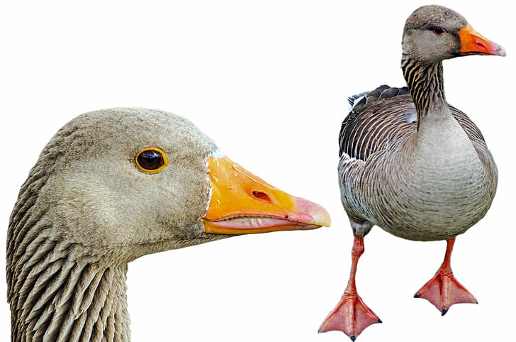 greylag, isolated, pets, neck, agriculture, white, birds