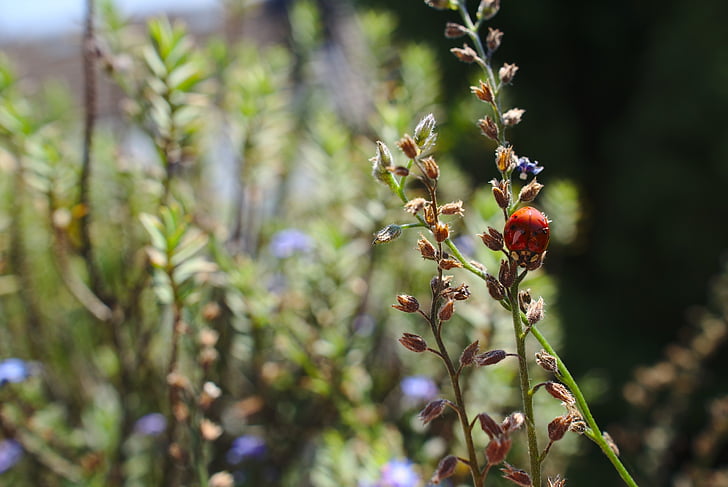 Ladybug, bug-ul, faunei sălbatice, animale, vara